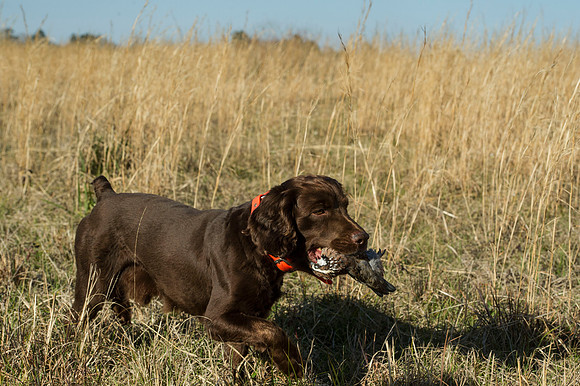 covey rise bird hunt 063