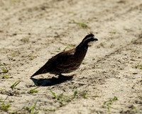 covey rise bird hunt 002
