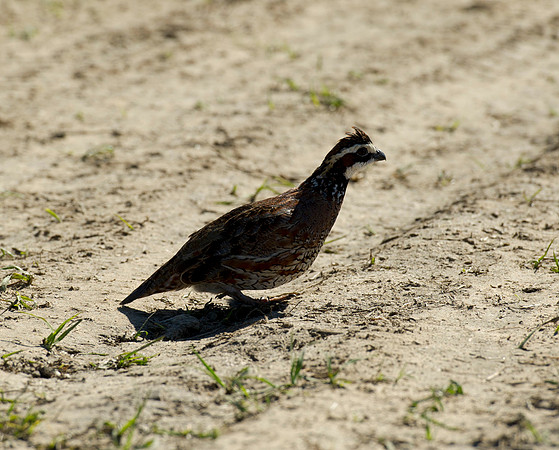 covey rise bird hunt 002