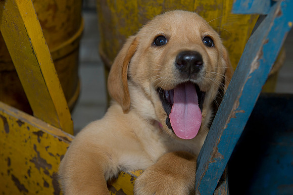 Jolie's puppys 079