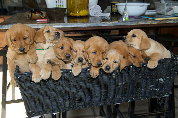 Jolie's puppys 120