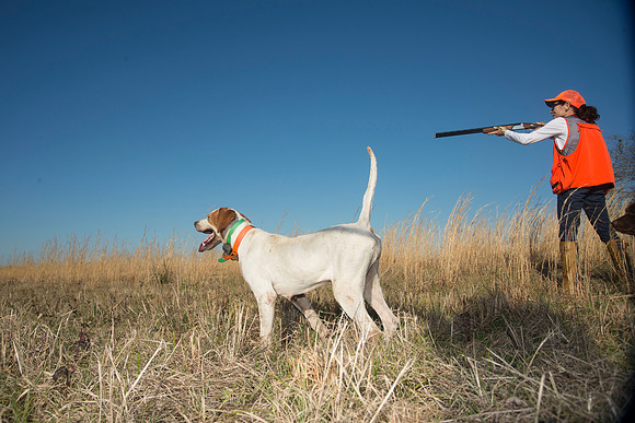 covey rise bird hunt 200