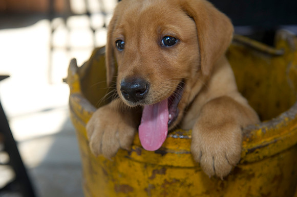 Jolie's puppys 138