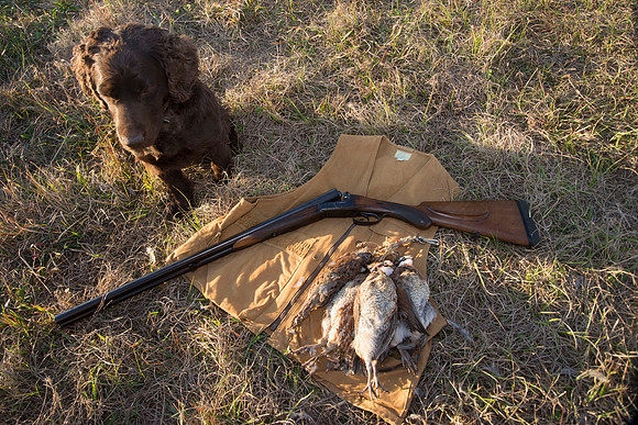 covey rise bird hunt 277