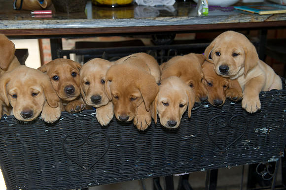 Jolie's puppys 119