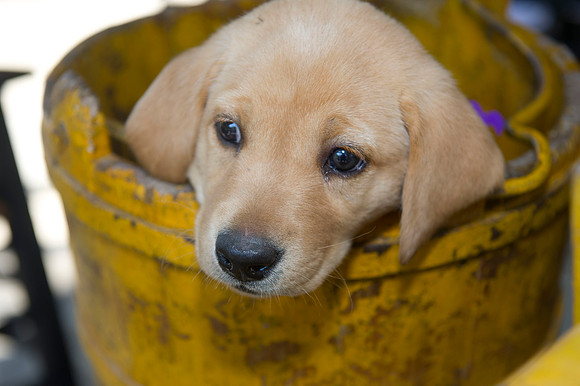 Jolie's puppys 162