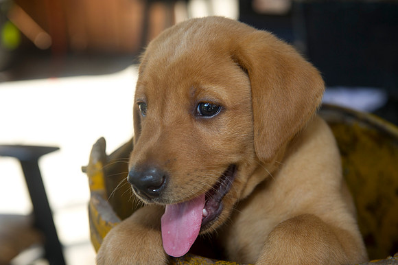 Jolie's puppys 137