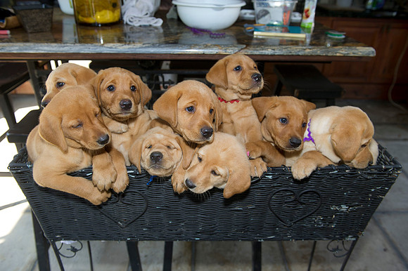 Jolie's puppys 129