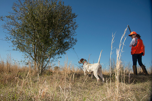 covey rise bird hunt 190