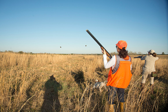 covey rise bird hunt 254