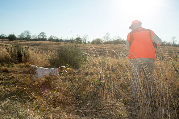 covey rise bird hunt 241