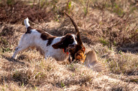 Keep on Castin Quail hunt