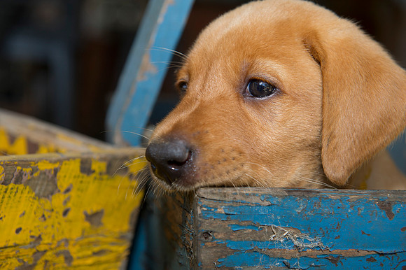 Jolie's puppys 057