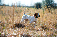covey rise bird hunt 012