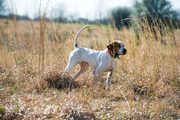 covey rise bird hunt 012