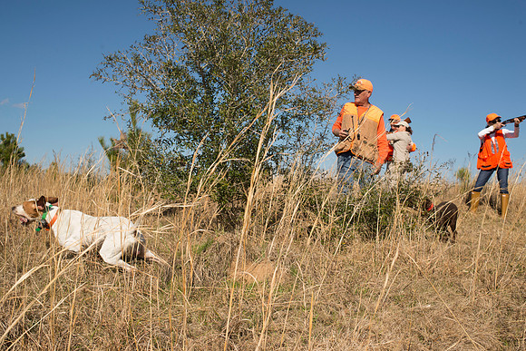 covey rise bird hunt 156