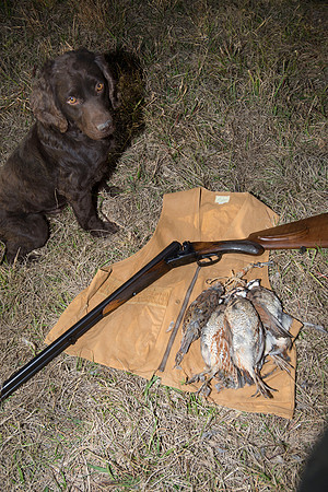 covey rise bird hunt 273