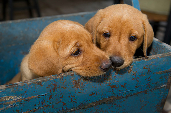 Jolie's puppys 055