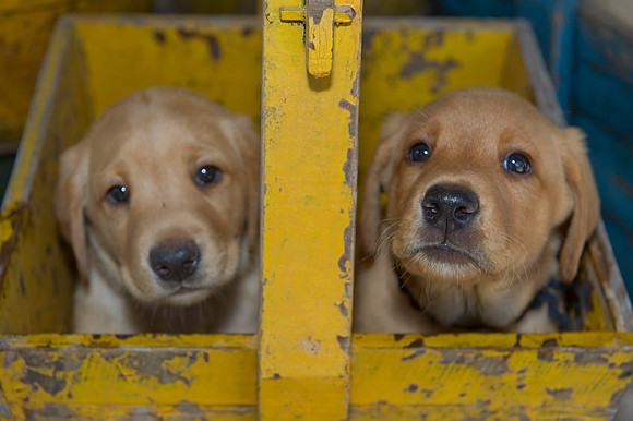 Jolie's puppys 074