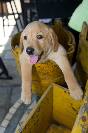 Jolie's puppys 173