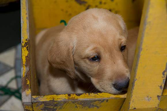 Jolie's puppys 075