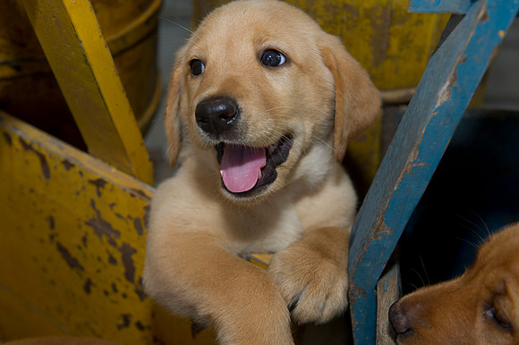 Jolie's puppys 080
