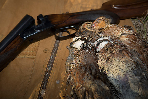 covey rise bird hunt 268
