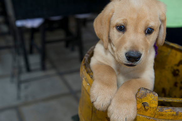 Jolie's puppys 169