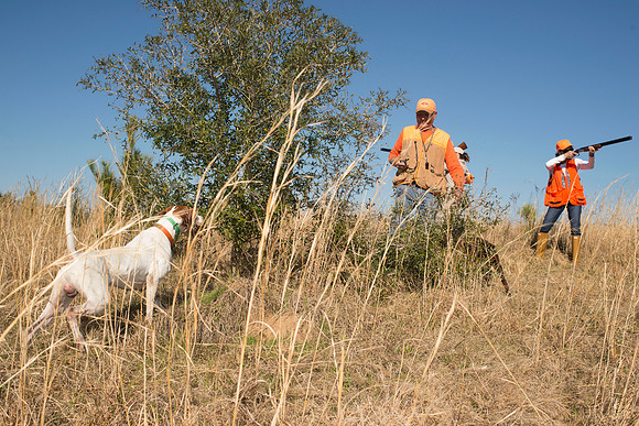 covey rise bird hunt 155