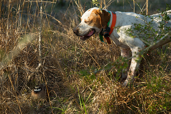 covey rise bird hunt 107