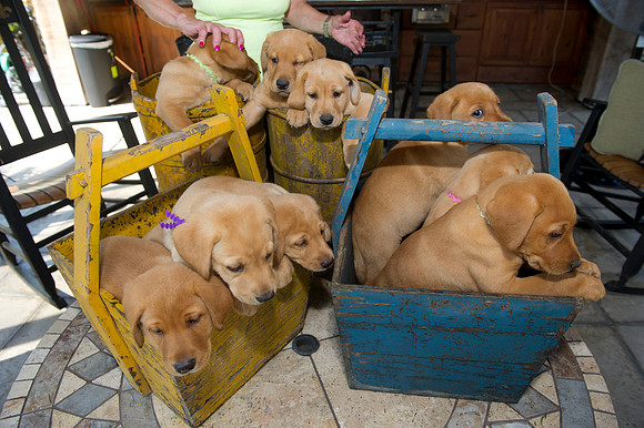 Jolie's puppys 096