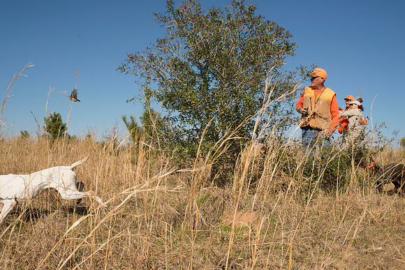 covey rise bird hunt 157
