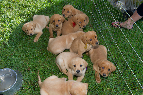 Jolie's puppys 014