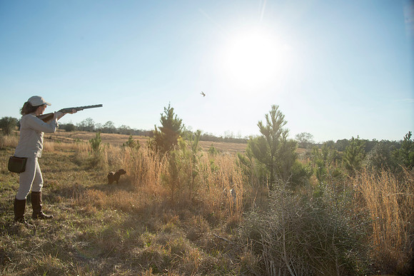 covey rise bird hunt 229