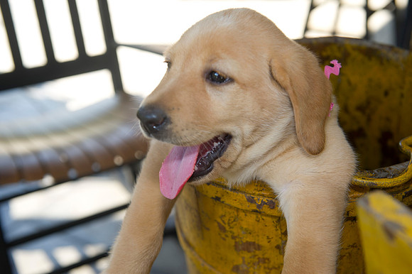 Jolie's puppys 172
