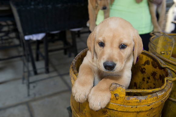 Jolie's puppys 170