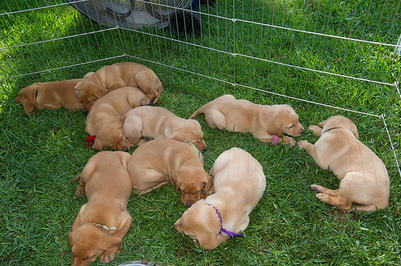 Jolie's puppys 023