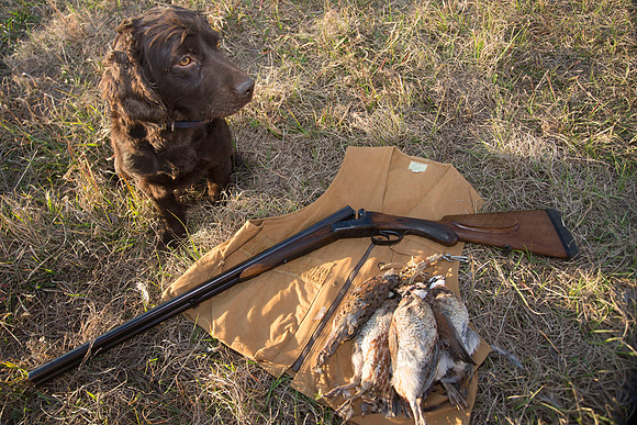 covey rise bird hunt 282
