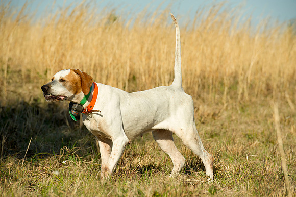 covey rise bird hunt 043