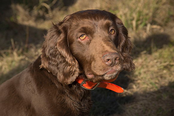 covey rise bird hunt 183