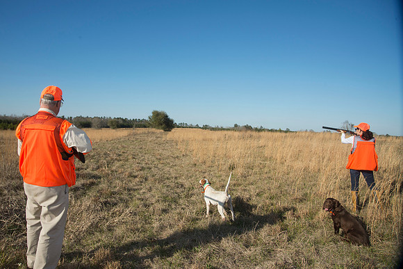 covey rise bird hunt 203