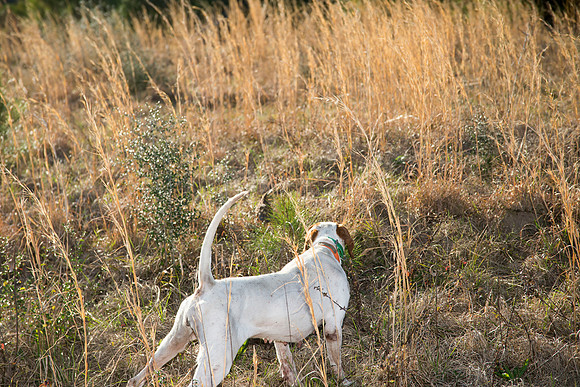 covey rise bird hunt 213