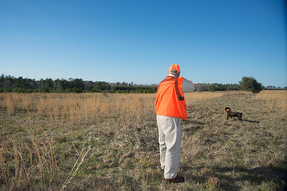 covey rise bird hunt 206