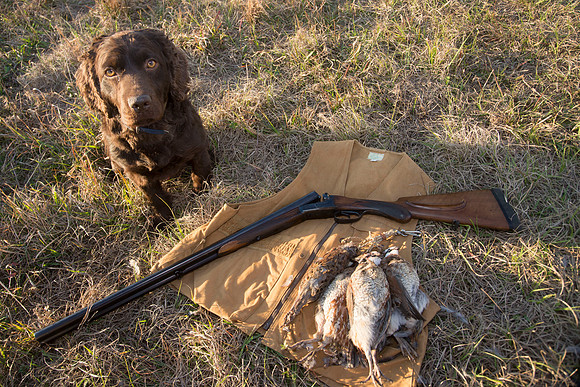 covey rise bird hunt 279