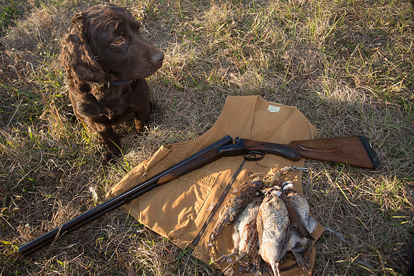covey rise bird hunt 284