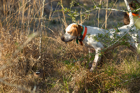 covey rise bird hunt 109