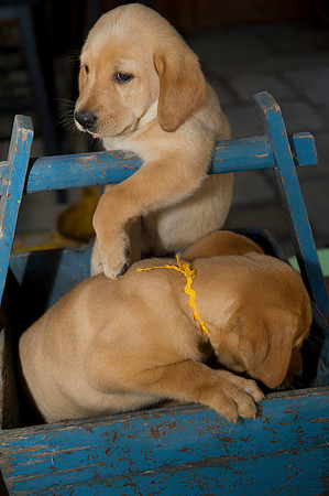 Jolie's puppys 064