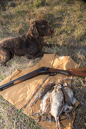 covey rise bird hunt 285