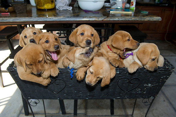 Jolie's puppys 131