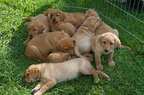 Jolie's puppys 027